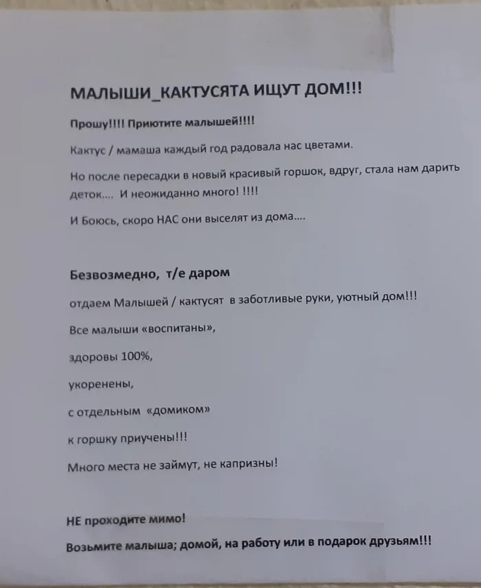 Мы, конечно, не кабачки, но тоже достойны вашего внимания - Моё, Кактус, Комнатные растения, Растения, Суккуленты, Бесплатно, Кабачок, Смешные объявления