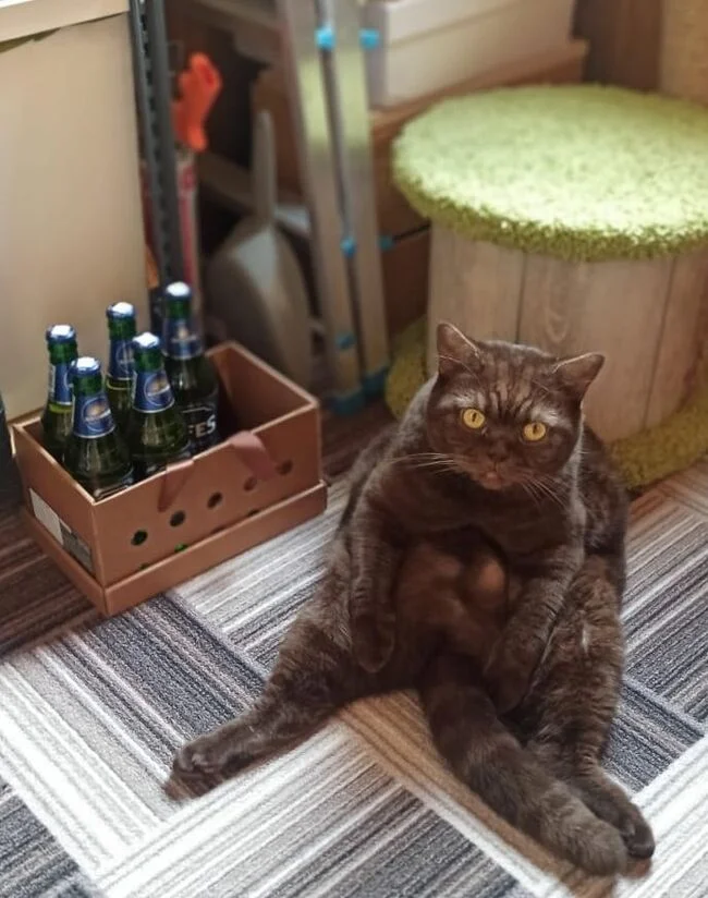 What are you looking at? Bring me a bottle opener! - My, cat, Alcoholics, The photo