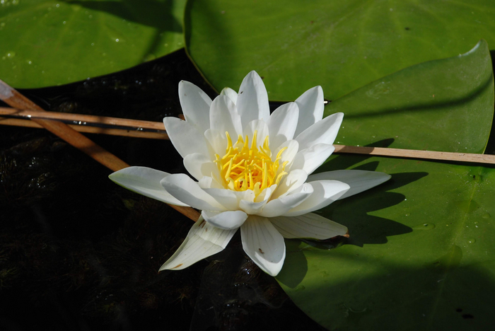 Тоже р. Воронеж и середина августа