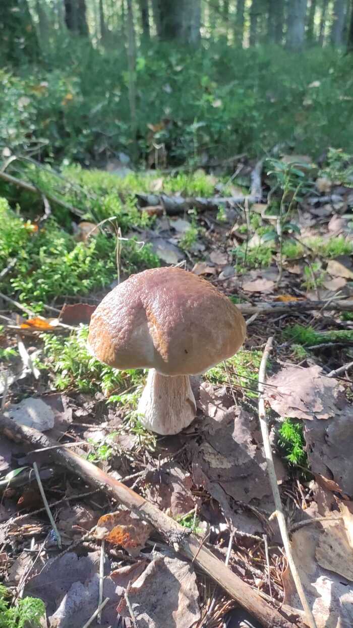 The morning begins... - My, Morning, Mushrooms, dawn, Forest, Walk in the woods, The photo