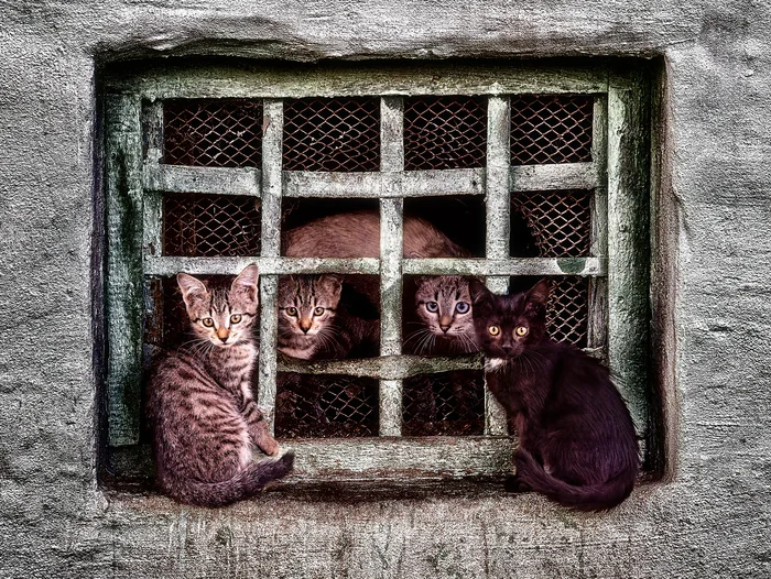 Outside and inside - My, The photo, Street photography, Canon, City walk, cat, Middle Ural, Lattice, Photomanipulation