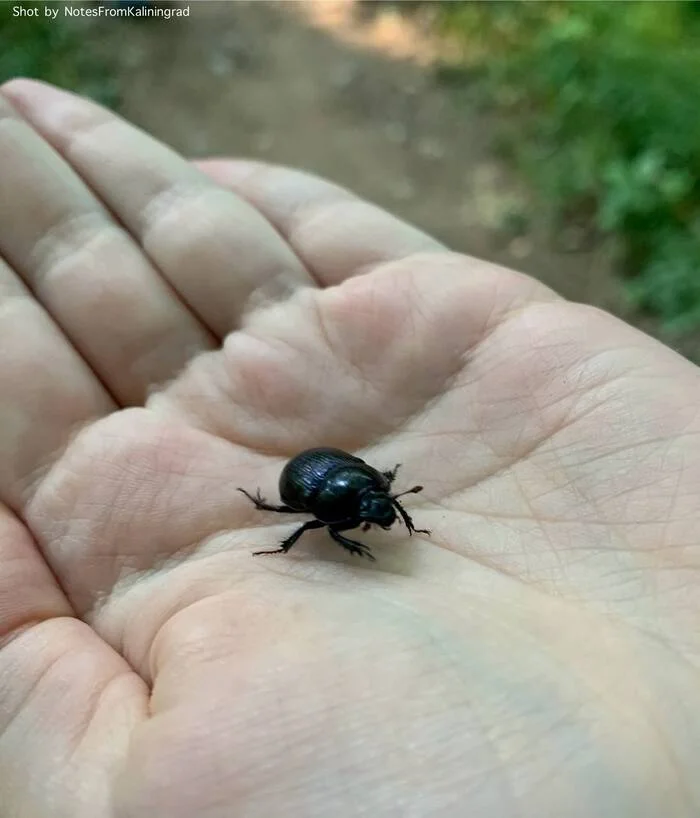 Dung beetle - My, Beetles, Street photography, The photo, Vertical video, Insects, Kaliningrad, Kaliningrad region, Video, Soundless, Longpost