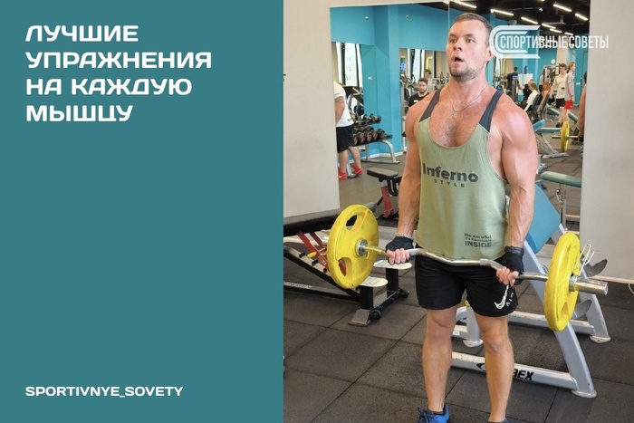 Лучшие упражнения на каждую мышцу