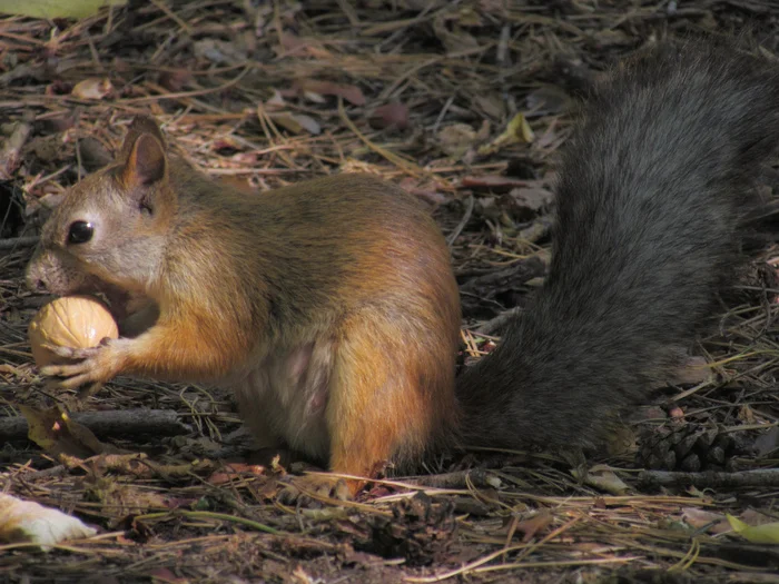 Squirrel bite - My, Squirrel, Forest, Kus, Walnuts, The photo