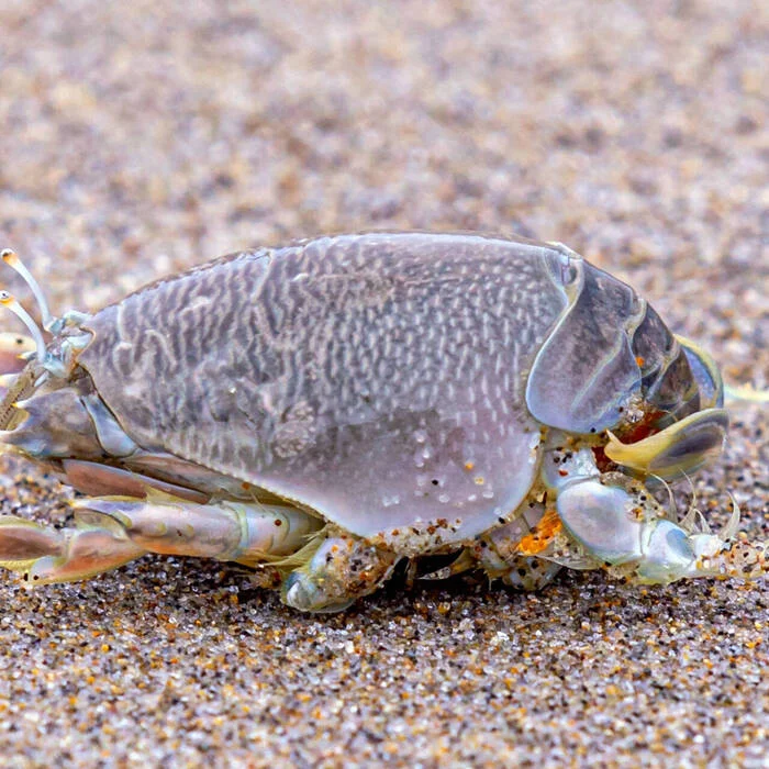 Plus one more phobia... - Video, Phobia, Sand, Surf, What's this?, What's happening?, Rare view, Vertical video