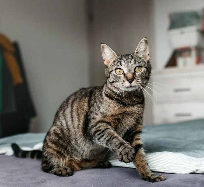 Toyger crossbreed Murka in good hands - cat, Cat lovers, Toyger, In good hands, Homeless animals, Overexposure, Shelter, Pet the cat, Moscow, Longpost