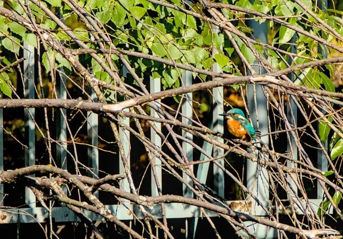 A sensation in the world of ornithology in St. Petersburg. A rare bird that digs holes has appeared in the Tauride Garden - My, Rare view, The nature of Russia, Saint Petersburg, Tauride Garden, Each creature has a pair, Pavel Glazkov, Video, Video VK, Longpost