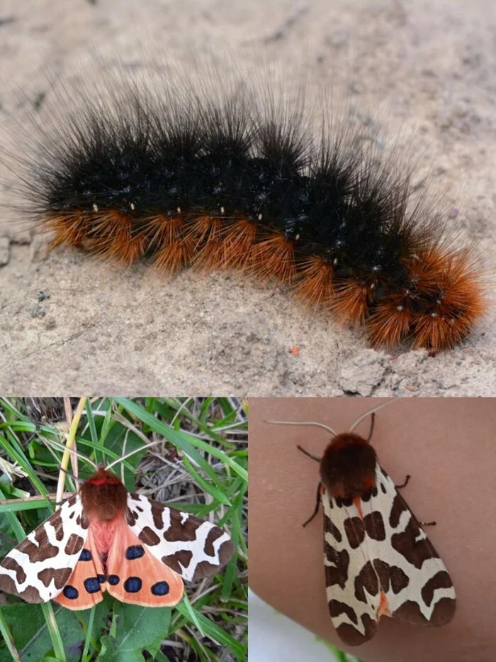 What do hairy caterpillars turn into? - My, Insects, Biology, Butterfly, Caterpillar, Entomology, Longpost