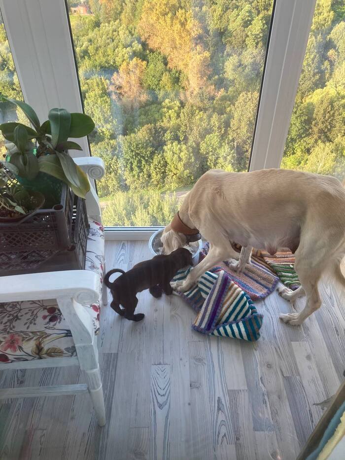 Особо наглые и настырные начинают отжимать еду у матери