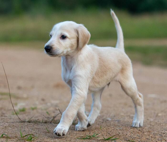 Позер и выпендрежник