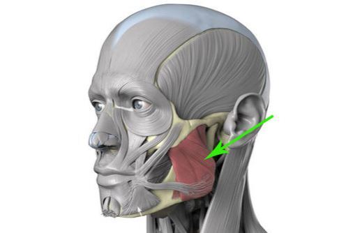 Tightening of the chewing muscle ages the face! - Self-development, Personality, Development, Career, Experience, Success, Perfection, Motivation, Education