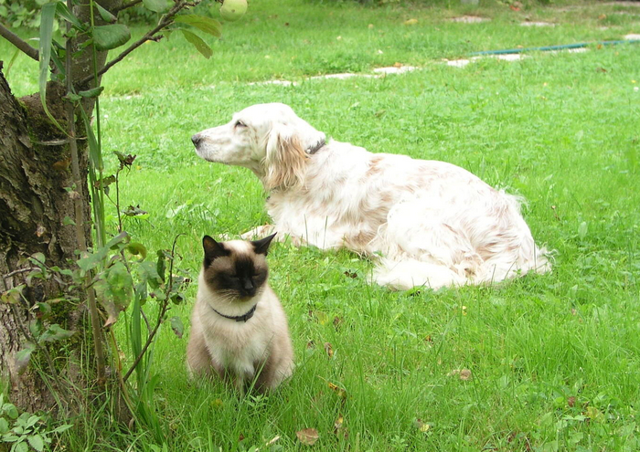 Та самая кошка, с нашей собакой. Кошка приняла собаку еще щенком, "воспитала" ее, и намного ее пережила.