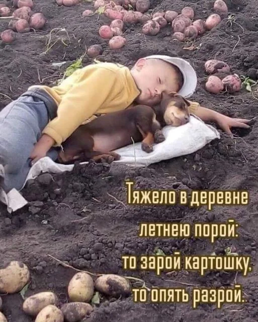 You're tired, workers :) - Humor, For potatoes, Children, Dog, Picture with text