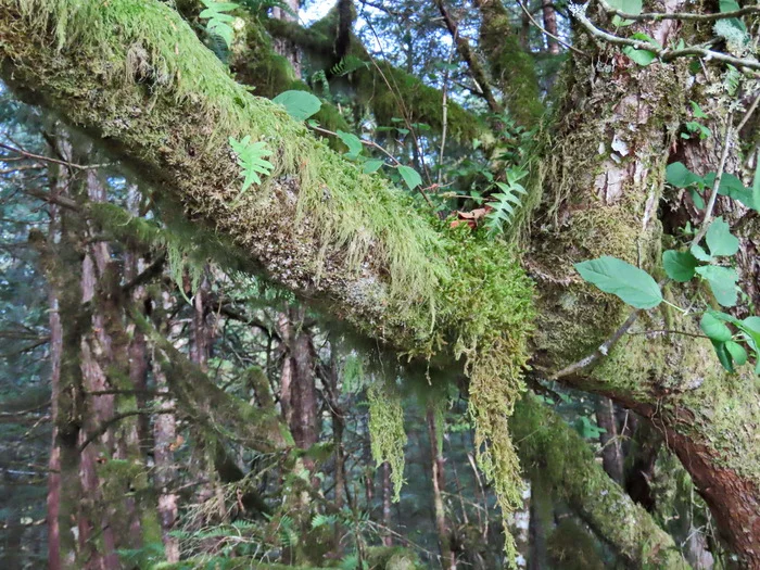 Rainforest - My, The photo, Tourism, Travels, Forest, Alaska, USA, Longpost