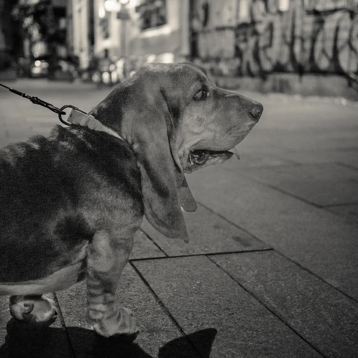 Dogs on 37th Street - Basset Hound in the Night - My, Dog, Pets, Basset Hound