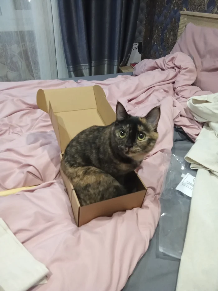 Cat in a box - cat, Box, Tricolor cat