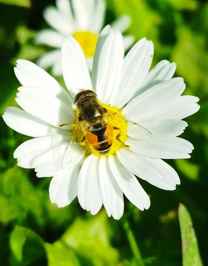 Chamomile - My, Mobile photography, Summer, Chamomile, Insects, Longpost