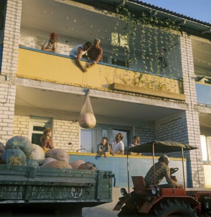 Lifting a large pumpkin to the second floor. The village of Tbilisskaya, Krasnodar Region, 1976 - the USSR, Pumpkin, Краснодарский Край, 70th, Made in USSR, Childhood in the USSR, Retro, Savvy, Film, Telegram (link)