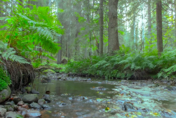 Forest river - My, Canon 1300d, Forest, Beginning photographer, The photo, River