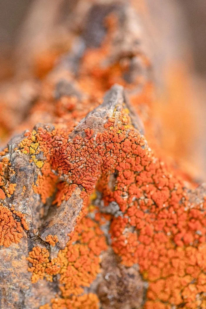 All shades of orange - Lichen, Sailyugem National Park, Altai Mountains, Altai Republic, The photo, wildlife, Telegram (link), Longpost