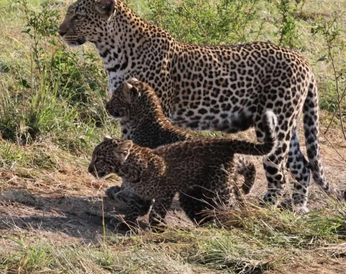 Continuation of the post Three hard days - Leopard, Young, Big cats, Africa, Masai Mara, Kenya, Predatory animals, Cat family, Wild animals, wildlife, Reply to post, Telegram (link)