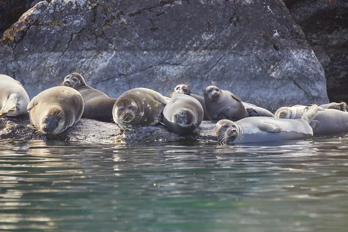 The Baikal seal is deigning to rest - My, Baikal, Lake, Irkutsk region, Summer, August, 2024, Seal, Longpost