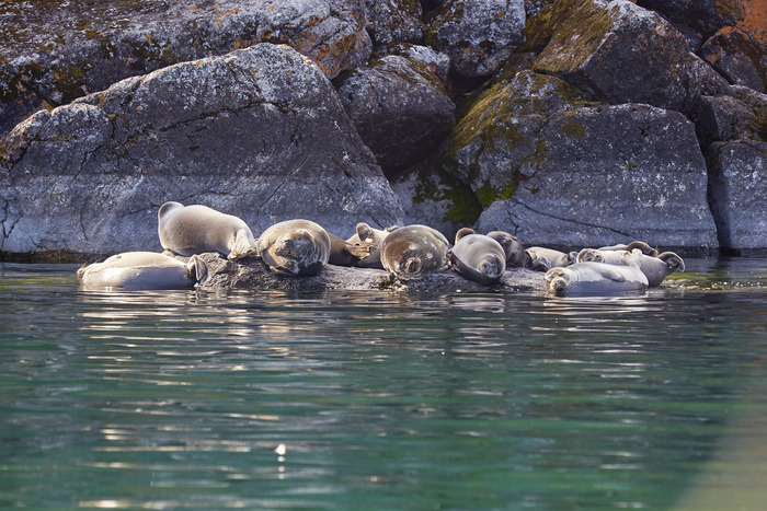 Лежбище байкальских нерп (Pusa sibirica)