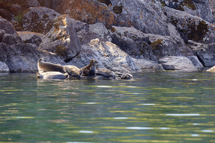 Лежбище байкальских нерп (Pusa sibirica). В намоченном состоянии мех нерп тёмного цвета, но по мере высыхания становится всё более светлым. Поэтому у нерпы с поднятой головой мех с такими странными пятнами - намочилась частично.