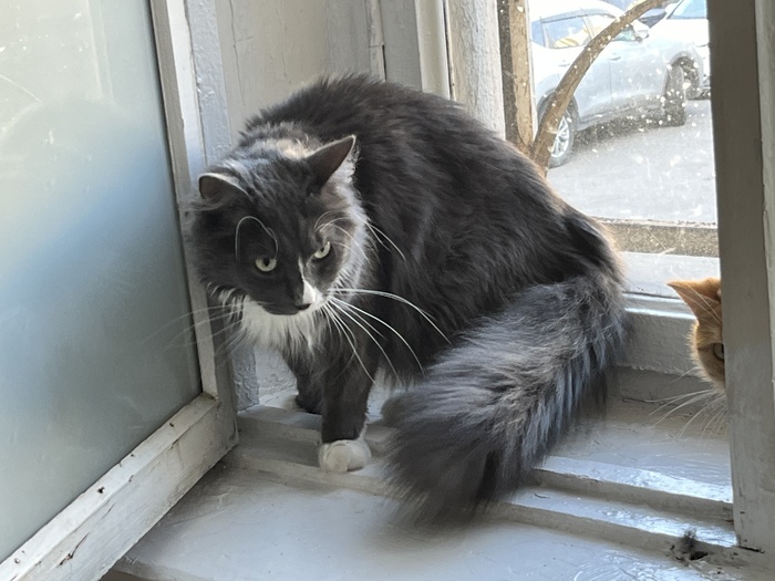 Завтра Грей станет частью семьи :)