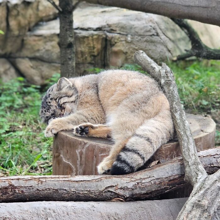 Sweet dreams to all - Wild animals, Predatory animals, Cat family, Pallas' cat, Zoo, Small cats, The photo