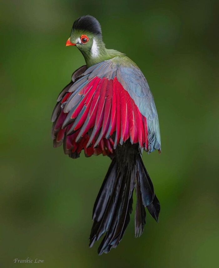 Menelikornis leucotis.