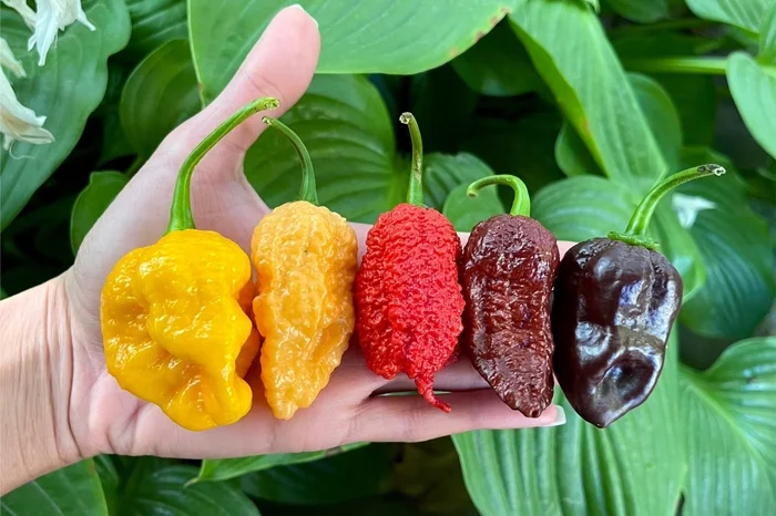 The Horrible Beauty of Superhots. Part 1 - My, Hot peppers, Carolina Reaper, Scorpion Trinidad, Spicy sauce, Men's cooking, Spicy, Vegetables, Spicy cuisine, Chilli, Capsaicin, Acutely, Fancy food, Harvest, Gardening, Meat, Yummy, Longpost