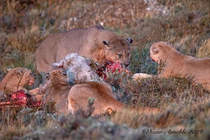 Harem - Puma, Small cats, Cat family, Predatory animals, Wild animals, wildlife, Patagonia, South America, The photo