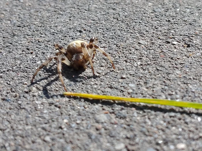 Aranius diadematus (Common Crossweed) - My, Spider, Spider-Cross, Arachnology, Longpost