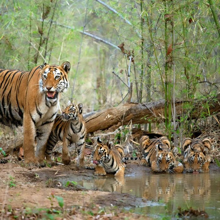 Tigers at the watering hole - Tiger cubs, Bengal tiger, Tiger, Big cats, Cat family, Predatory animals, Wild animals, wildlife, Reserves and sanctuaries, India, The photo, Waterhole