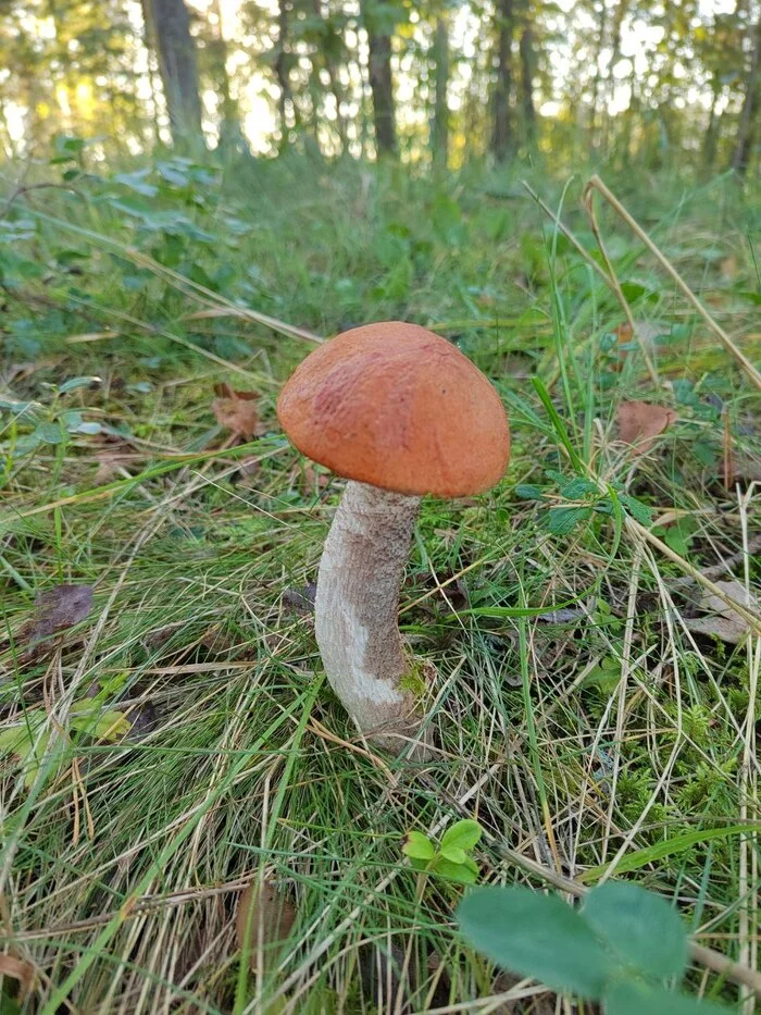 Another mushroom fishing trip - My, Camping, Fishing, Longpost, The photo