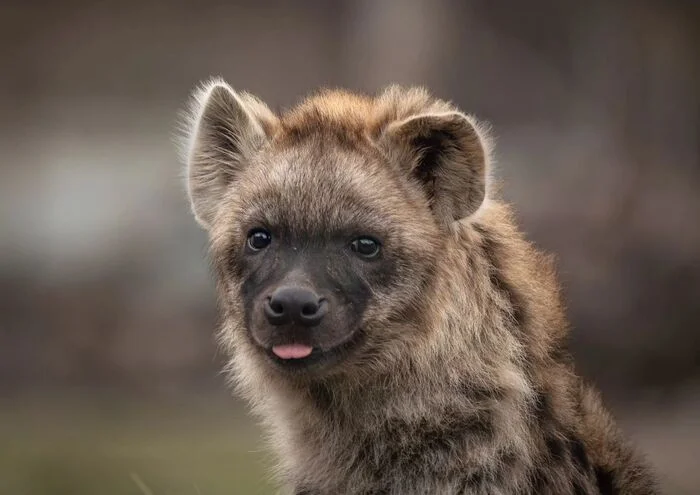 Young - Young, Hyena, Spotted Hyena, Predatory animals, Wild animals, Zoo, Language, The photo