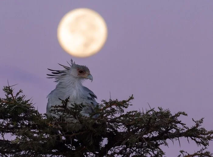 Night Secretary - Secretary Bird, Birds, Predator birds, Wild animals, wildlife, Reserves and sanctuaries, Africa, The photo, moon, Night shooting