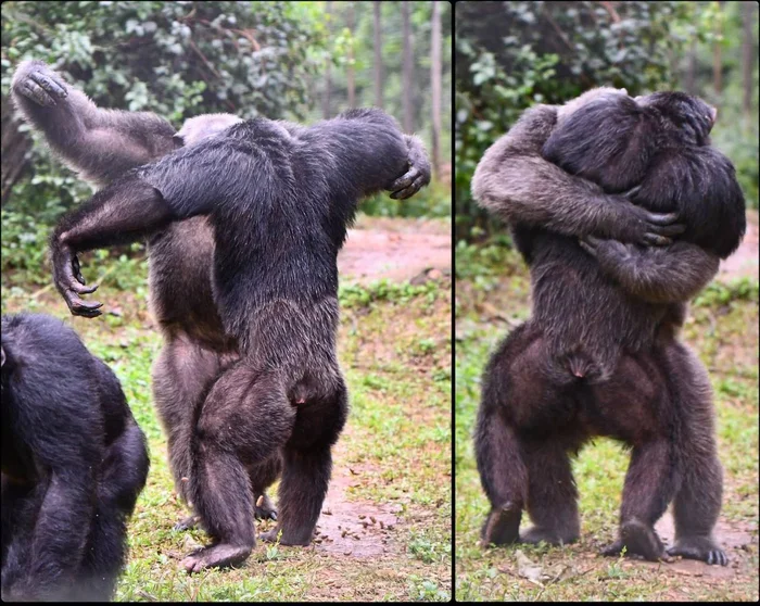 Hey bro! - Chimpanzee, Hugs, Primates, Hominids, Middle Africa, Cameroon, Wild animals, Telegram (link)