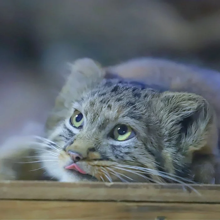 These people are so delicious - Wild animals, Predatory animals, Cat family, Pallas' cat, Small cats, Young, Zoo, The photo