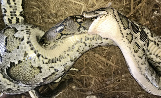 In India, one python swallowed another python: unique photo - My, Animals, Snake, Python, In the animal world