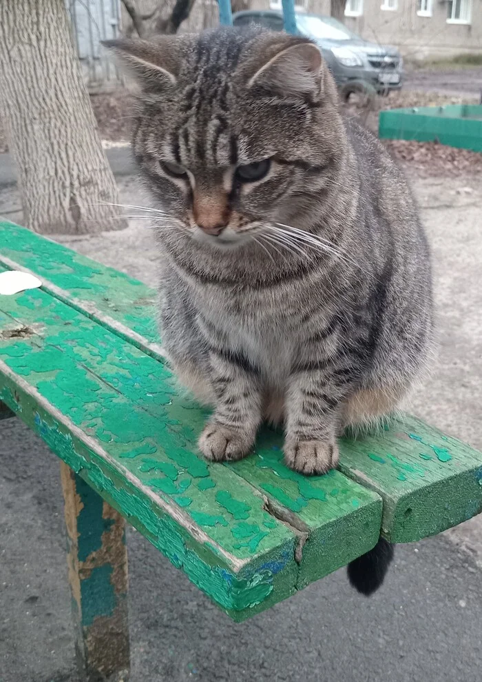 Yard cat - My, The photo, cat, Pet the cat