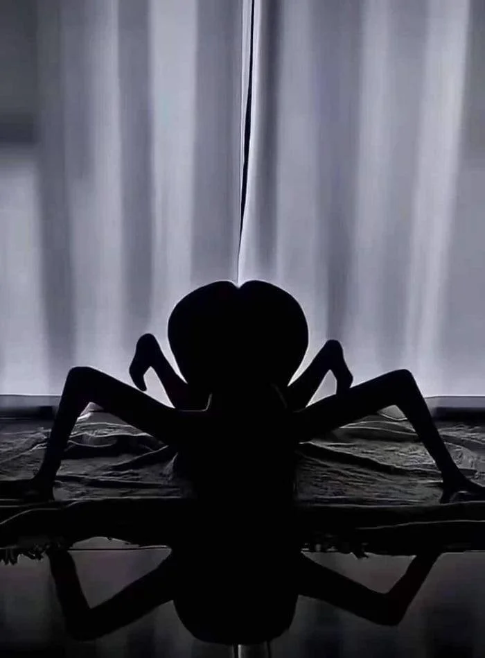 Either a girl or a vision - Girls, Spider, It seemed, The photo, Booty, Silhouette