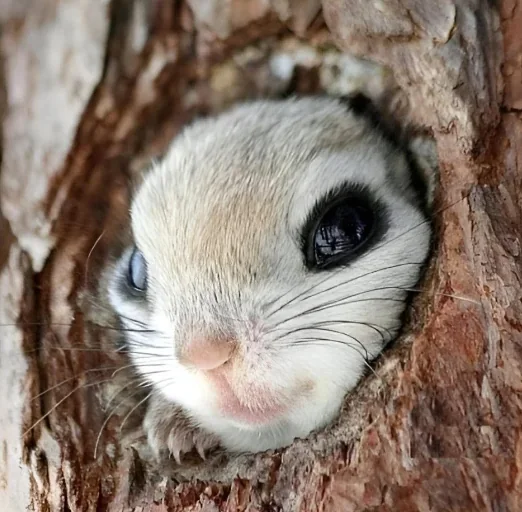 Hello! - Animals, Milota, Rodents, Tree, Head, Squirrel