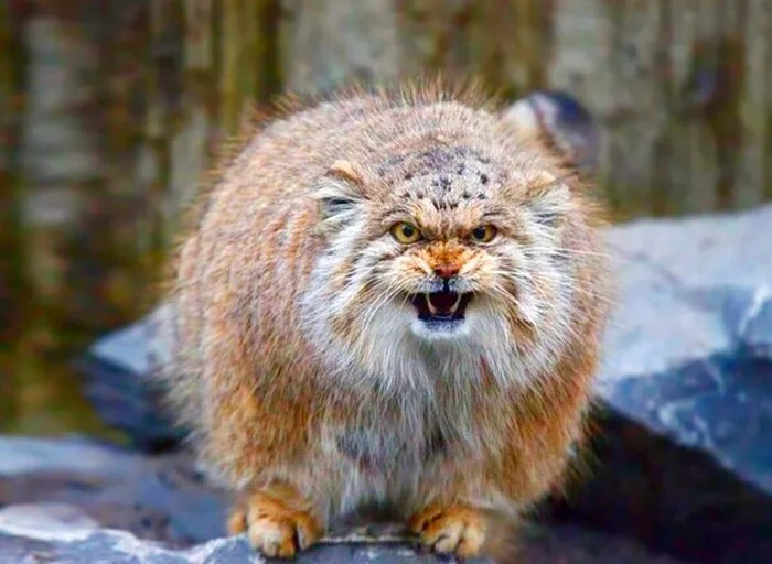 Saturday's sleep-deprived Pallas's cat - Pallas' cat, The photo, Zoo, Small cats, Cat family