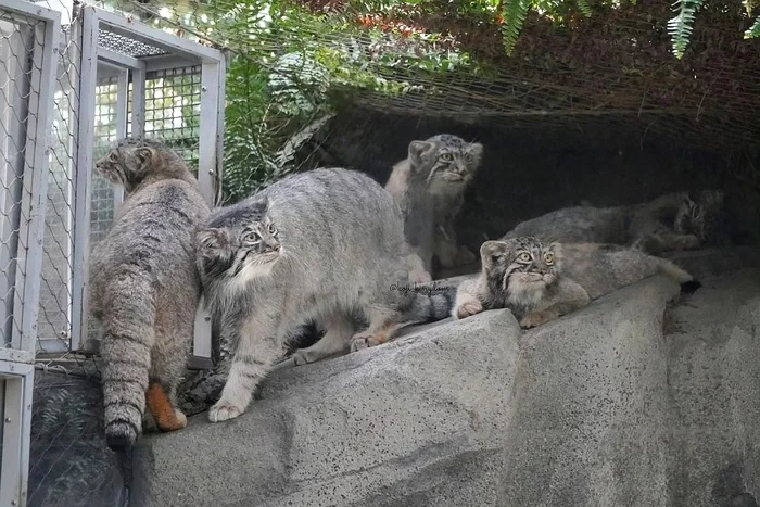 The whole family - Wild animals, Predatory animals, Cat family, Pallas' cat, Small cats, Young, The photo, Zoo, Instagram (link)