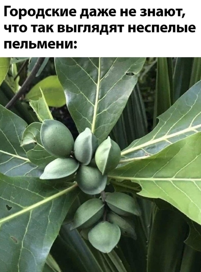 At the dacha... - From the network, Humor, Memes, Screenshot, Almond, Picture with text, Dumplings, Plants