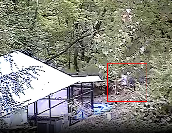 Кадр из видеозаписи, на котором Влад и Анна идут по садовому товариществу