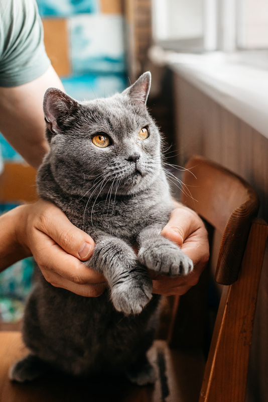 Британская ласковая кошечка Облачко в добрые руки - Британский кот, Кот, Кошатники, В добрые руки, Погладь кота, Москва, Московская область, Пушистые, Длиннопост