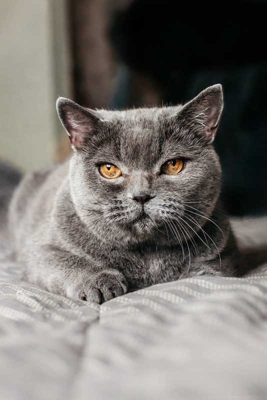 Британская ласковая кошечка Облачко в добрые руки - Британский кот, Кот, Кошатники, В добрые руки, Погладь кота, Москва, Московская область, Пушистые, Длиннопост